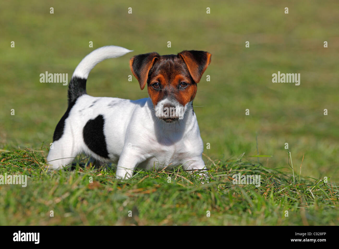 12 week old jack sales russell