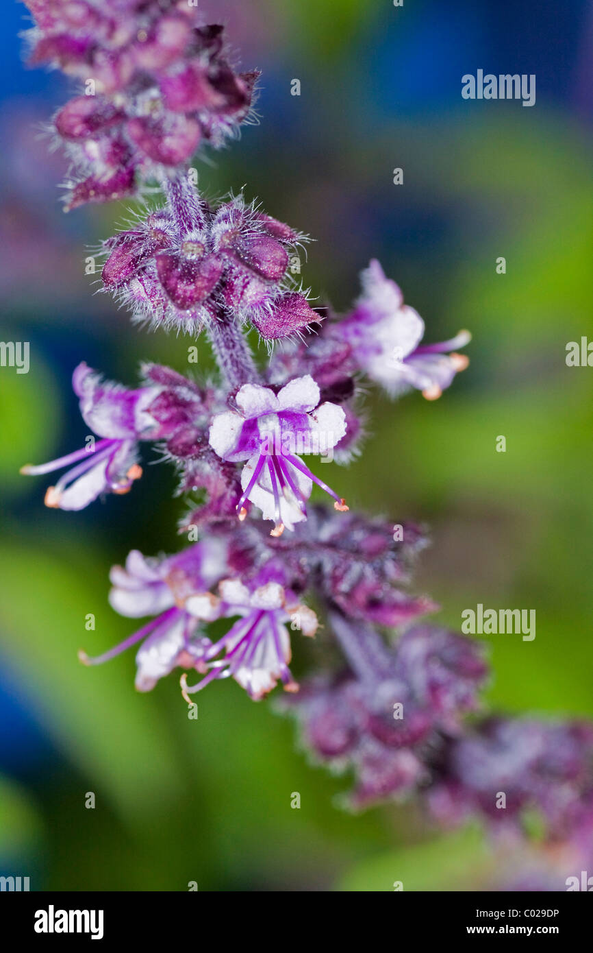Ararat-Basil (Ocimum basilicum), violet flowers Stock Photo