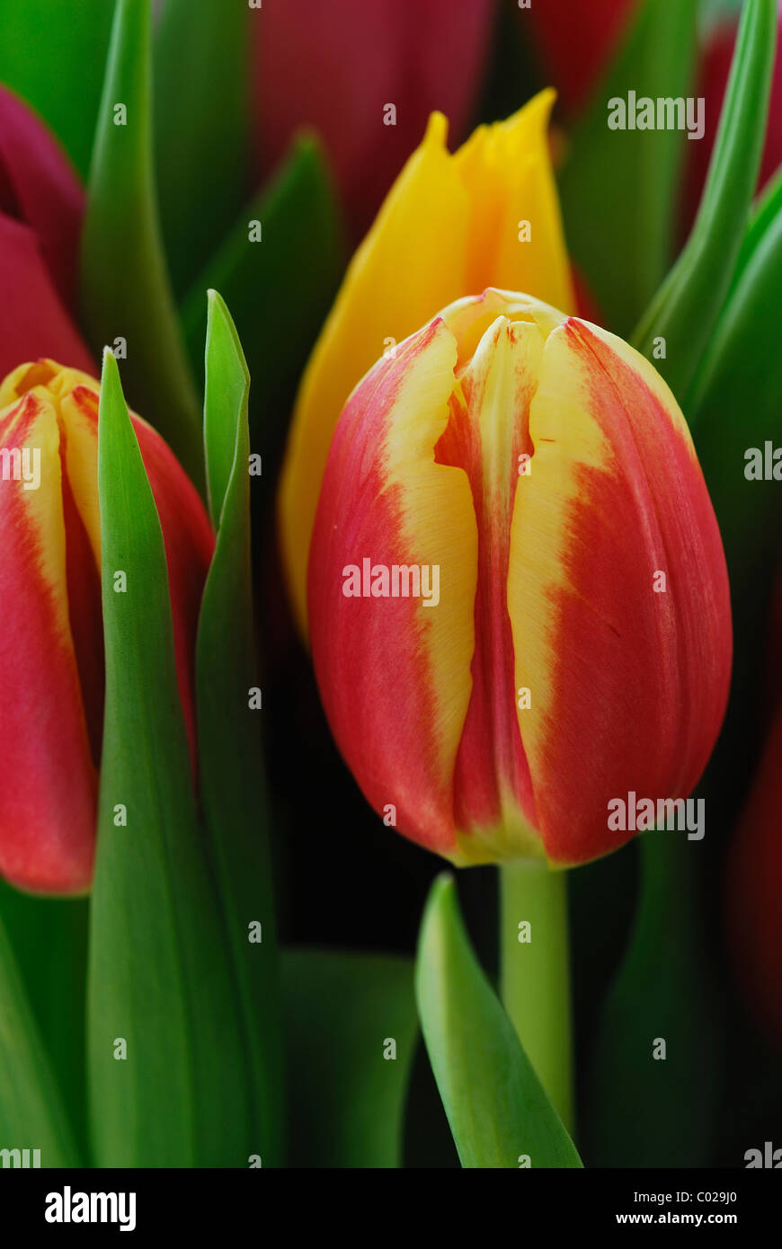 A vertical image of red and yellow tulip buds with green leaves in ...