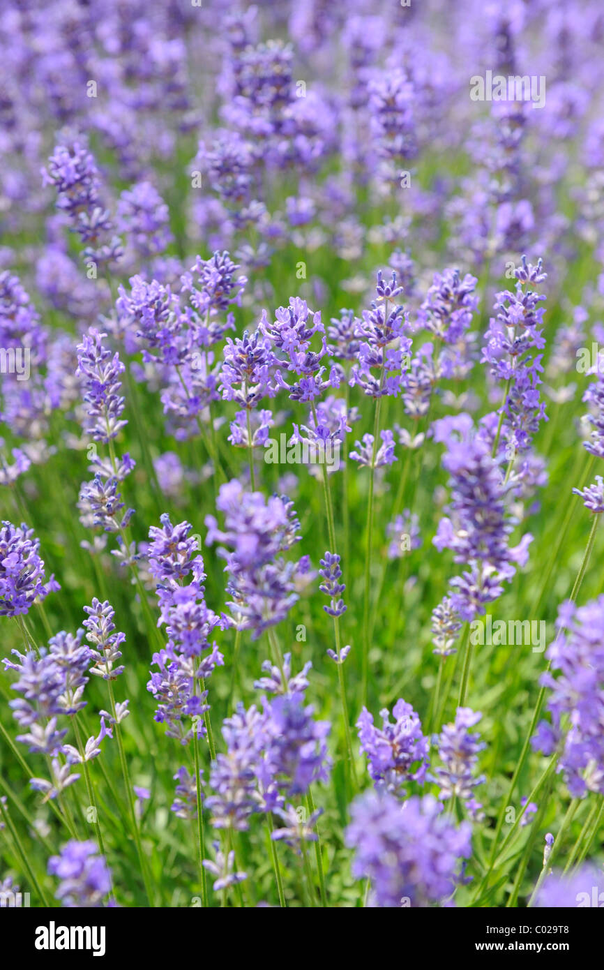 Lavender (Lavandula angustifolia) Stock Photo