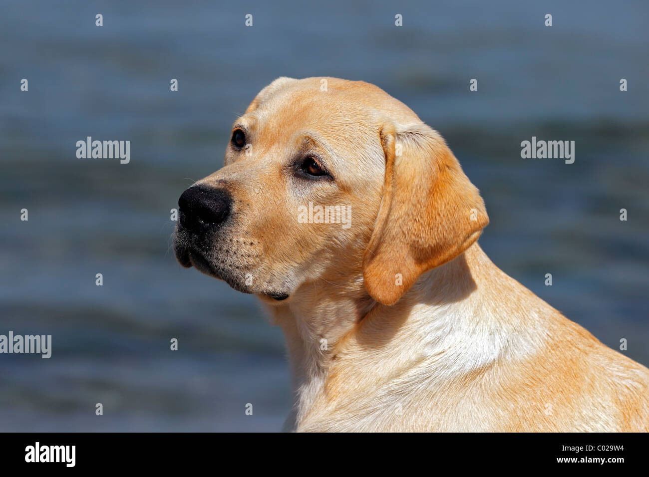 Labby Pup Labbys Stock Photos & Labbys Stock Images - Alamy