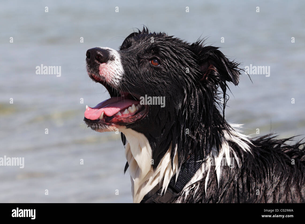 Border Collie cross-breed, wet from swimming in water, portrait Stock Photo