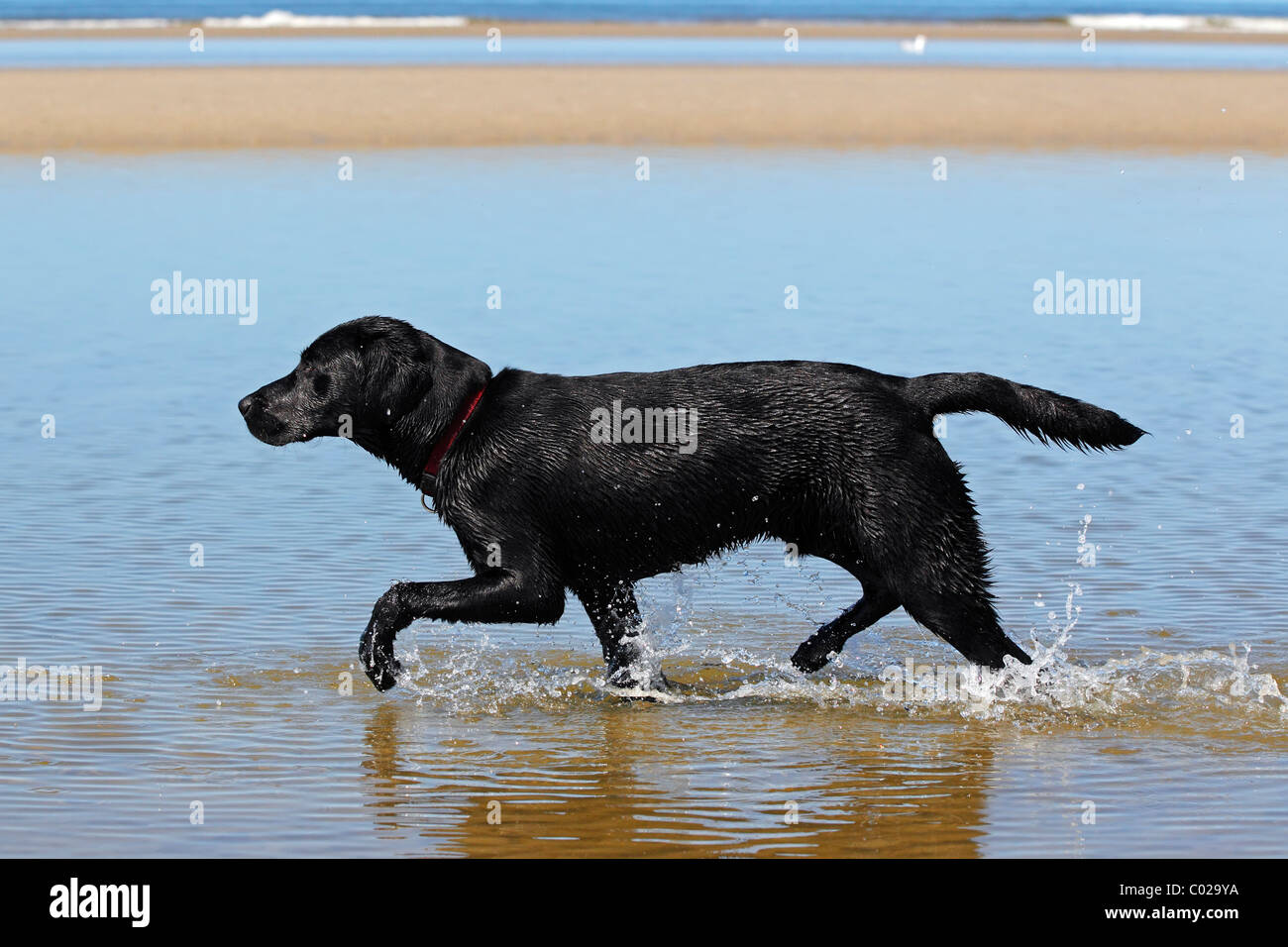 Black Labrador Retriever walking along the water line on beach, at dog ...