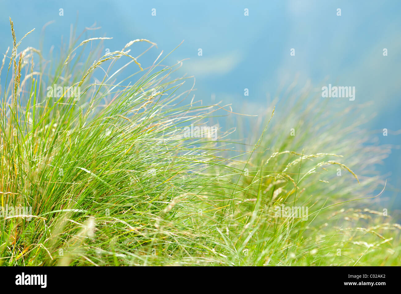 Green mountain grass close-up. Stock Photo