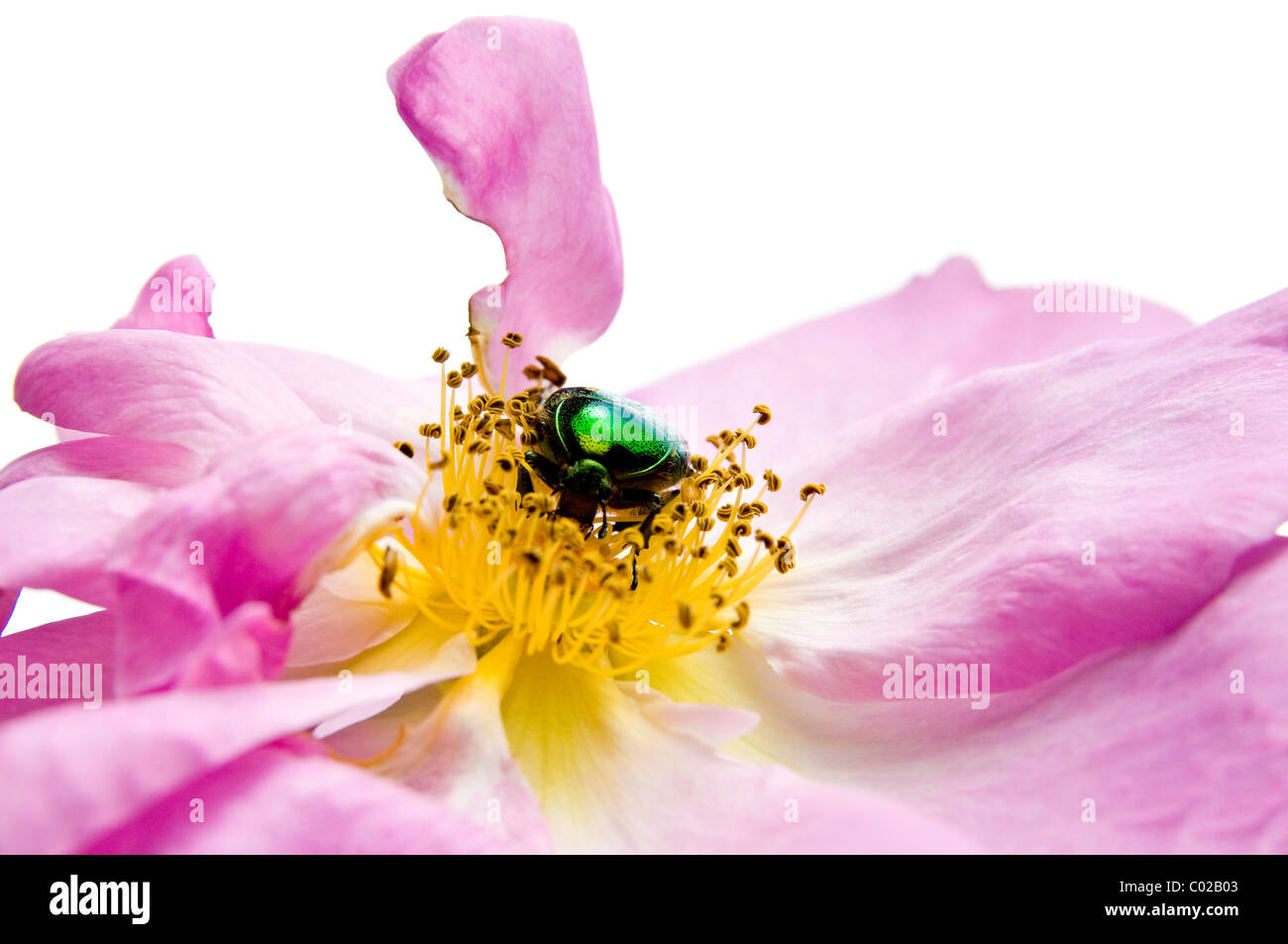 Flower chafer (Cetoniinae) on rose Stock Photo