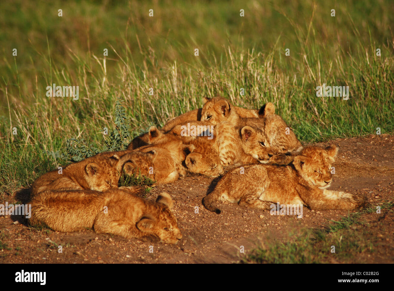 Lion cubs (Panthera leo), Maasai Mara, Kenya Stock Photo - Alamy