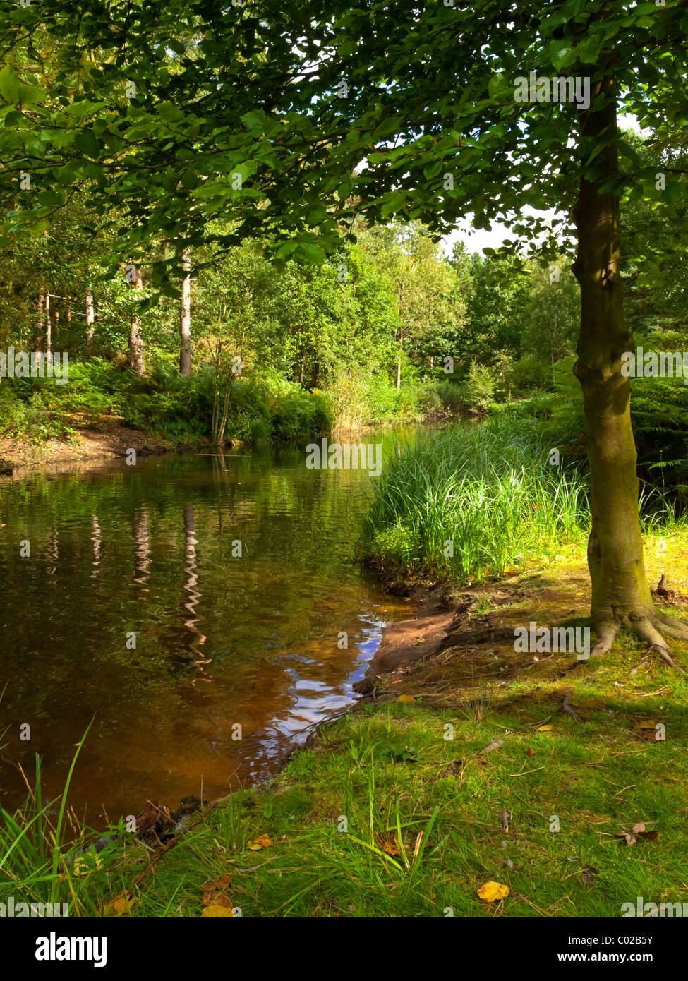 Stream and pine trees at Center Parcs Sherwood Forest near Rufford in Nottinghamshire England UK opened in 1987 Stock Photo