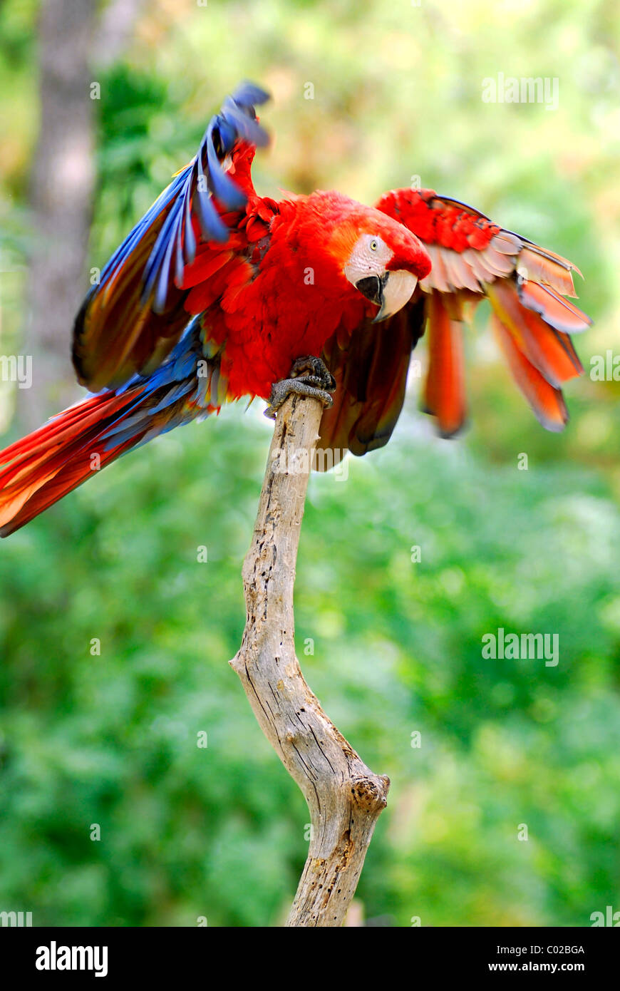 Closeup Scarlet Macaw (Ara macao) on wood perch outspread wings Stock Photo
