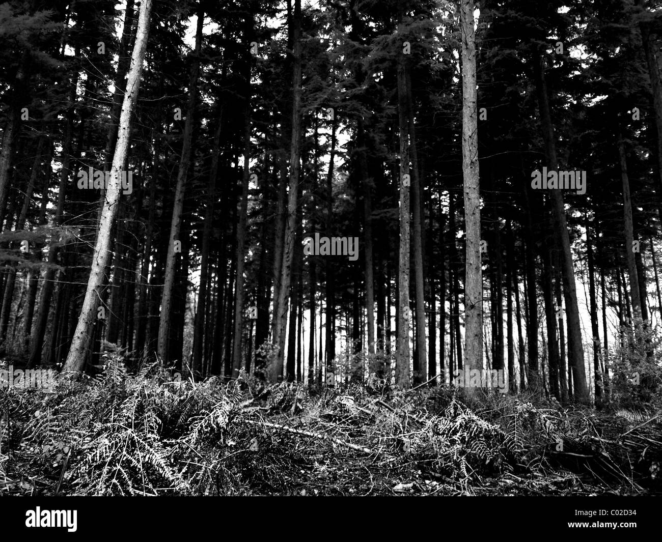 Black &amp; White Woodland Stock Photo - Alamy