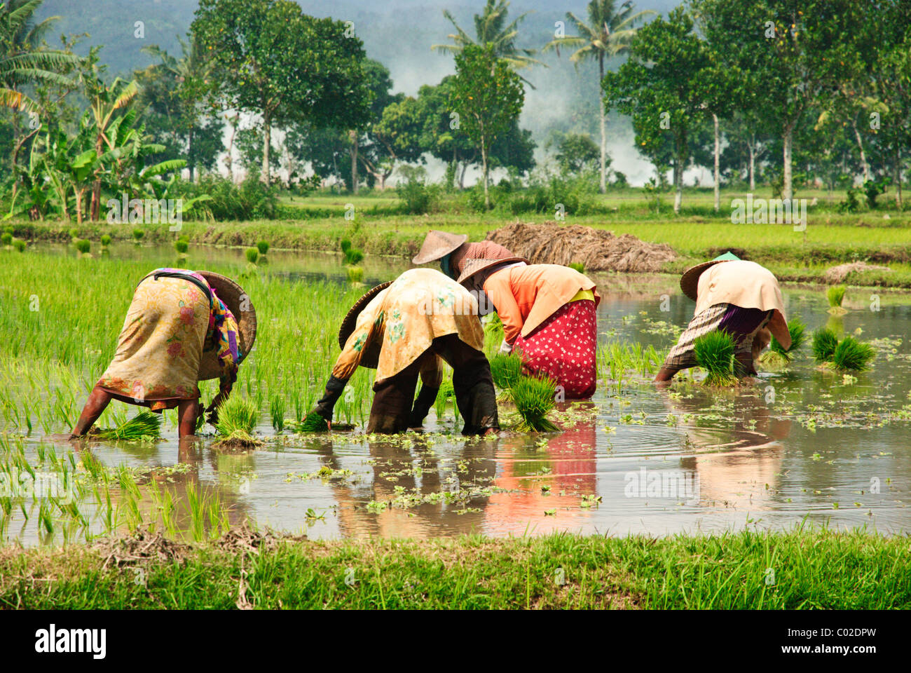 Women collecting rice in Lombok, Indonesia Stock Photo - Alamy