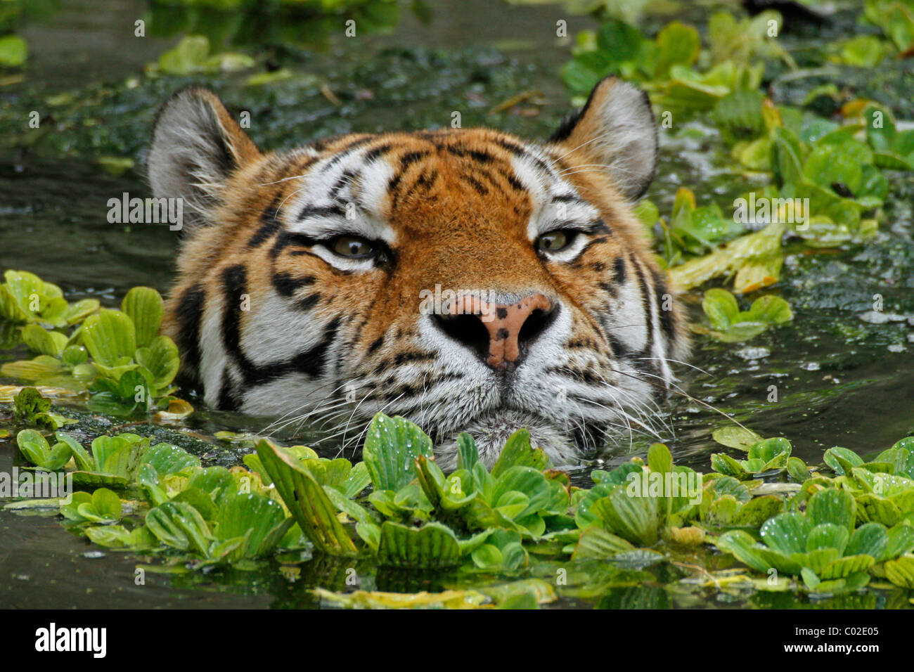 Siberian tiger (Panthera tigris altaica), swimming, in the zoo of Antwerp, Belgium, Europe Stock Photo