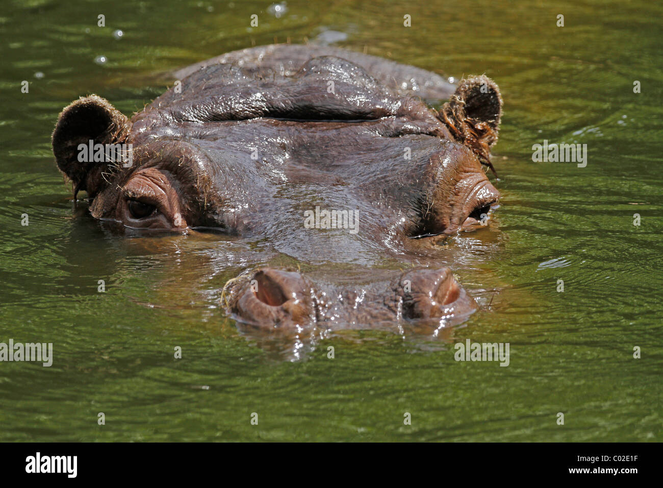 Hippopotamus (Hippopotamus amphibius) swimming in water Stock Photo