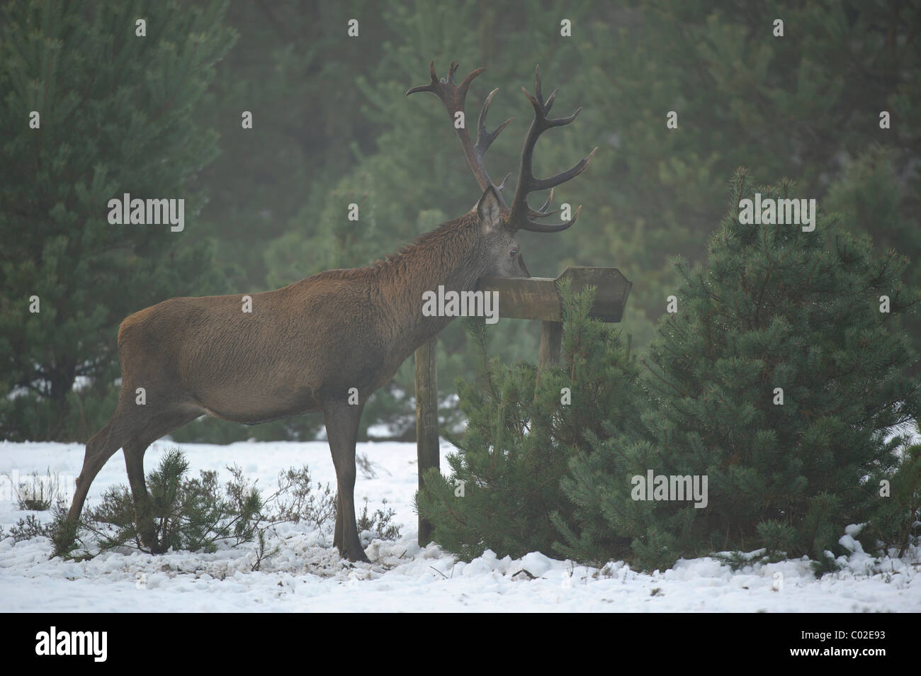 Red Deer (Cervus elaphus). Stag feeding on a winter feeding station on a misty day, Veluwe, Netherlands. Stock Photo