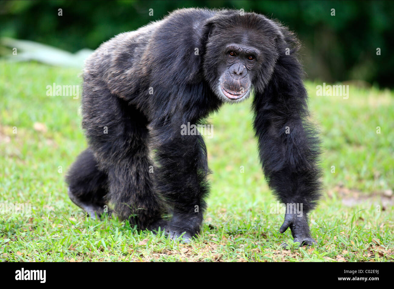 central-chimpanzee-pan-troglodytes-troglodytes-male-africa-C02E9J.jpg