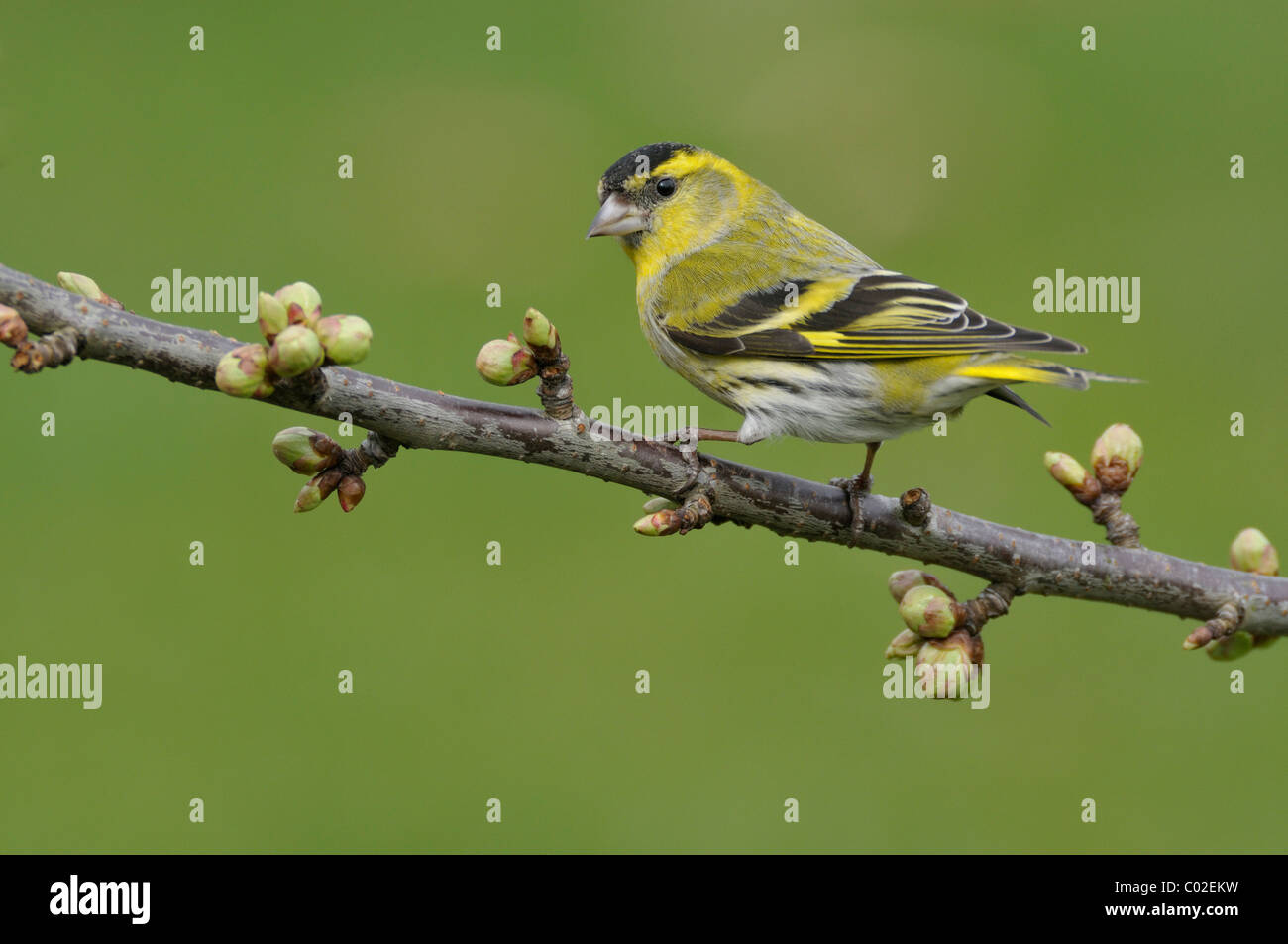 Eurasian Siskin (Carduelis spinus), adult male perched on a twig with leaf buds. Veluwe, Netherlands, March. Stock Photo