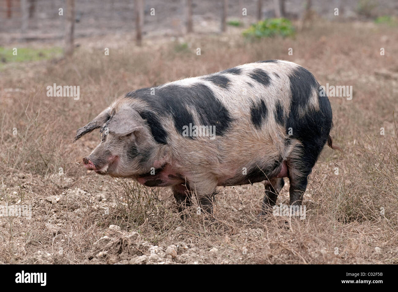 Domestic Pig, Turopolje pig (Sus scrofa domestica). Rare breed from Croatia. Stock Photo