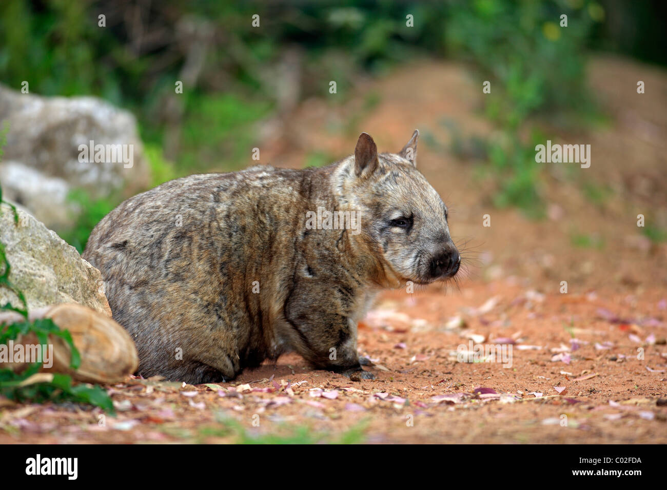 Southern Hairy-nosed Wombat (Lasiorhinus latifrons), adult, Australia Stock Photo