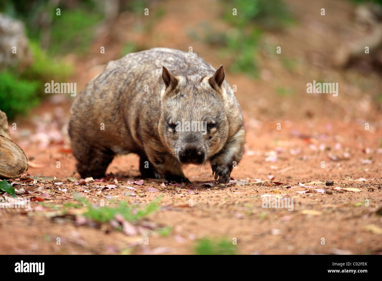 Southern Hairy-nosed Wombat (Lasiorhinus latifrons), adult, walking, Australia Stock Photo