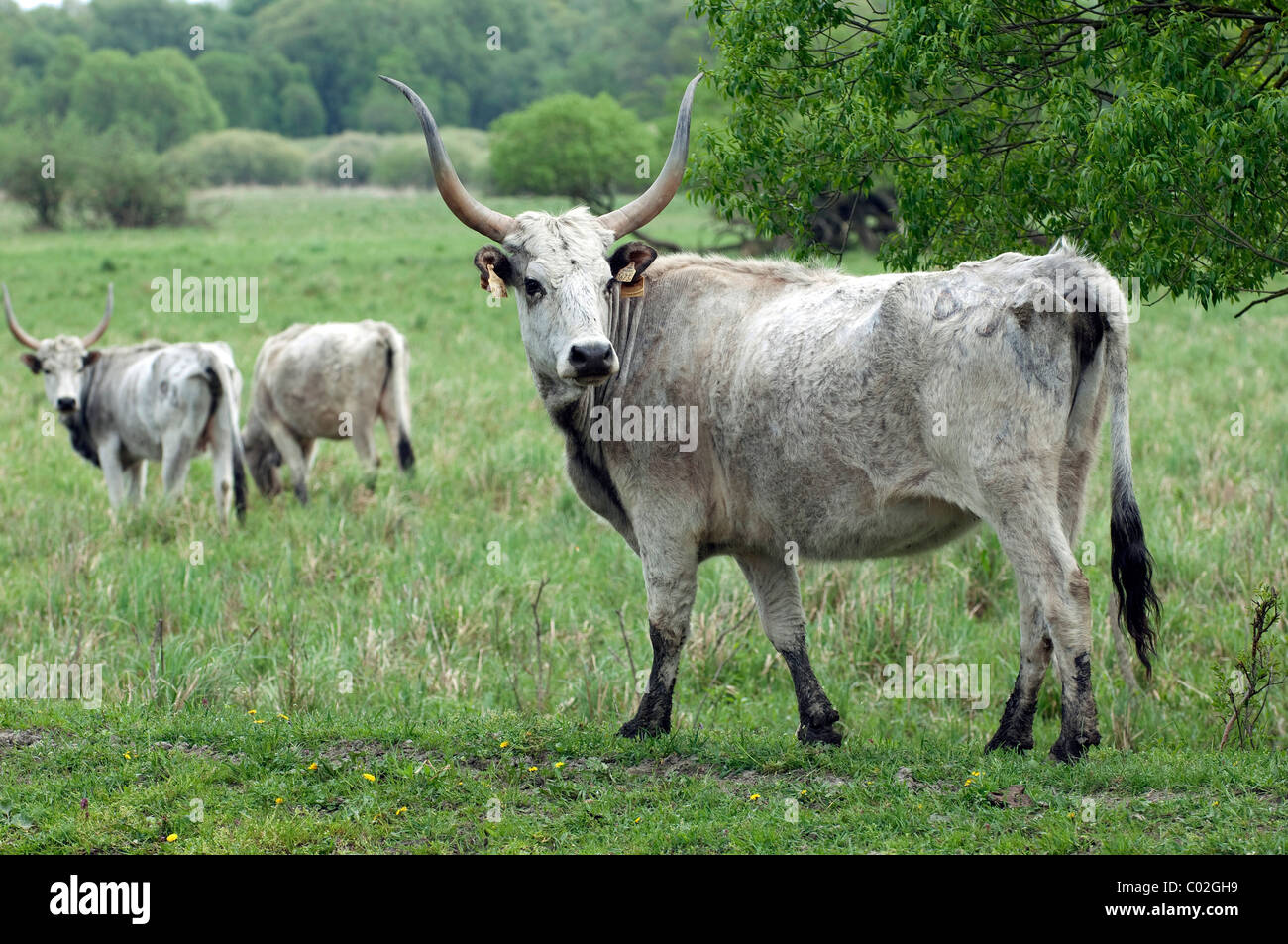 Domestic cattle, breed: Hungarian Steppe (Bos primigenius, Bos taurus), three individuals on a meadow Stock Photo