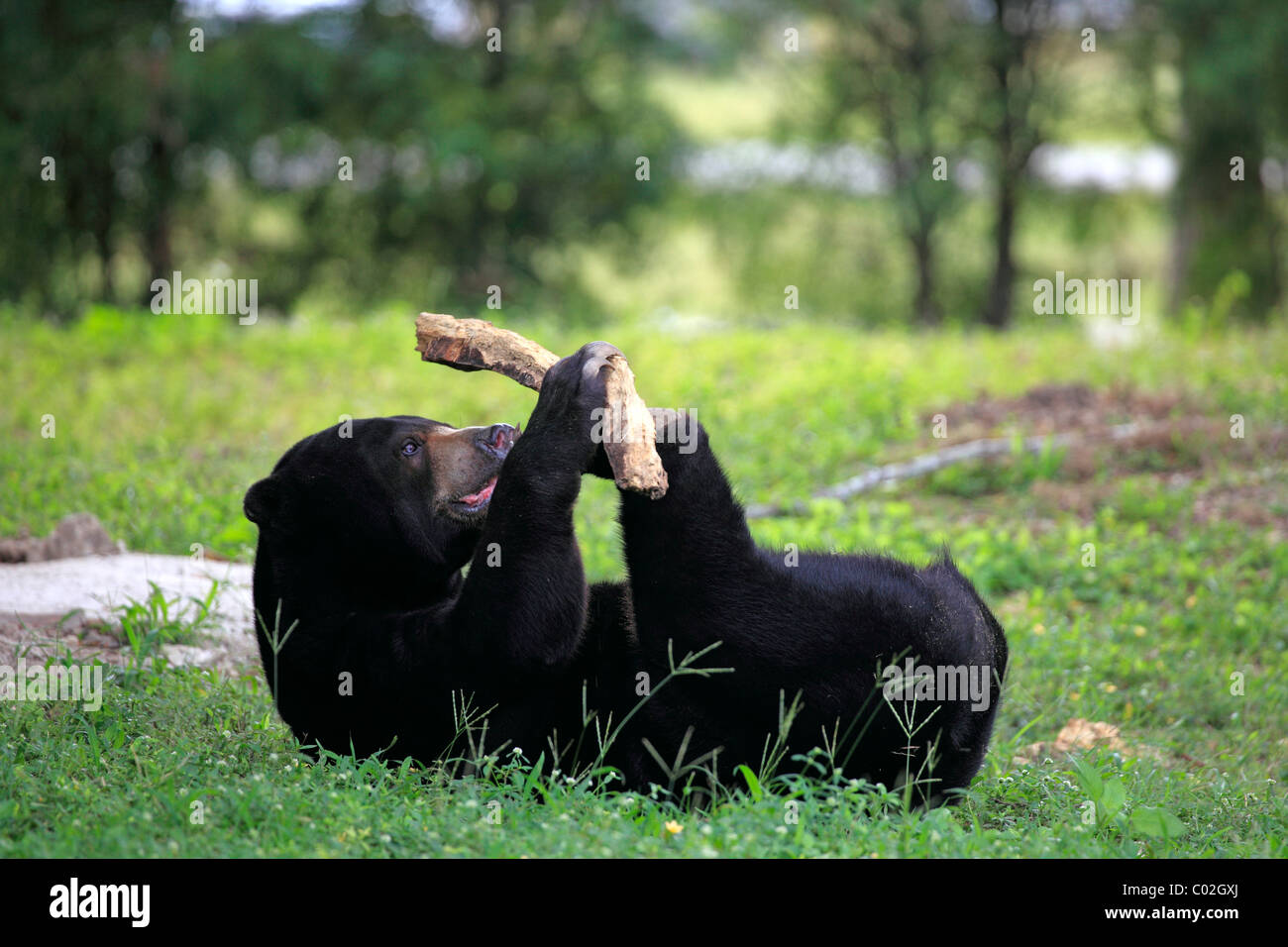 Sun Bear (Helarctos malayanus), male adult, playing, Asia Stock Photo