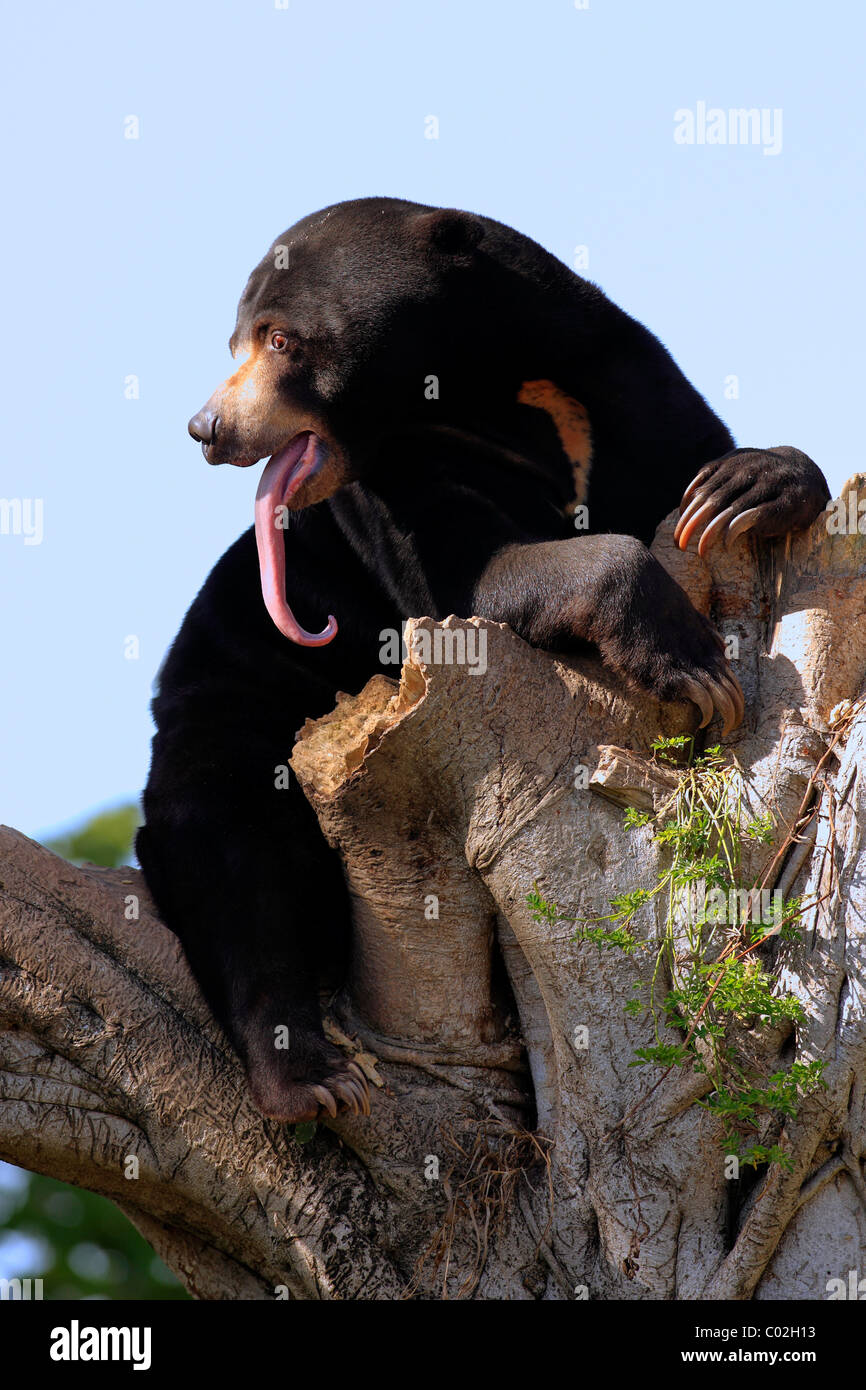 Sun Bear (Helarctos malayanus), yawning male adult, Asia Stock Photo