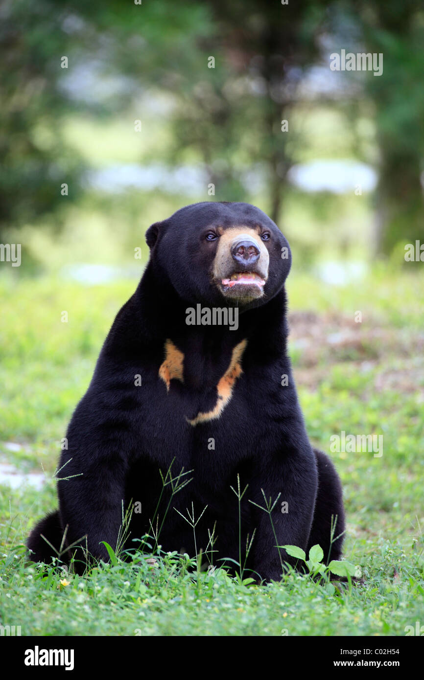 Sun Bear (Helarctos malayanus), male adult, Asia Stock Photo
