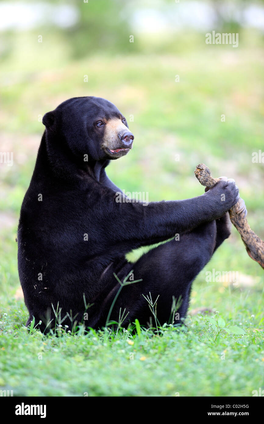 Sun Bear (Helarctos malayanus), playing male adult, Asia Stock Photo