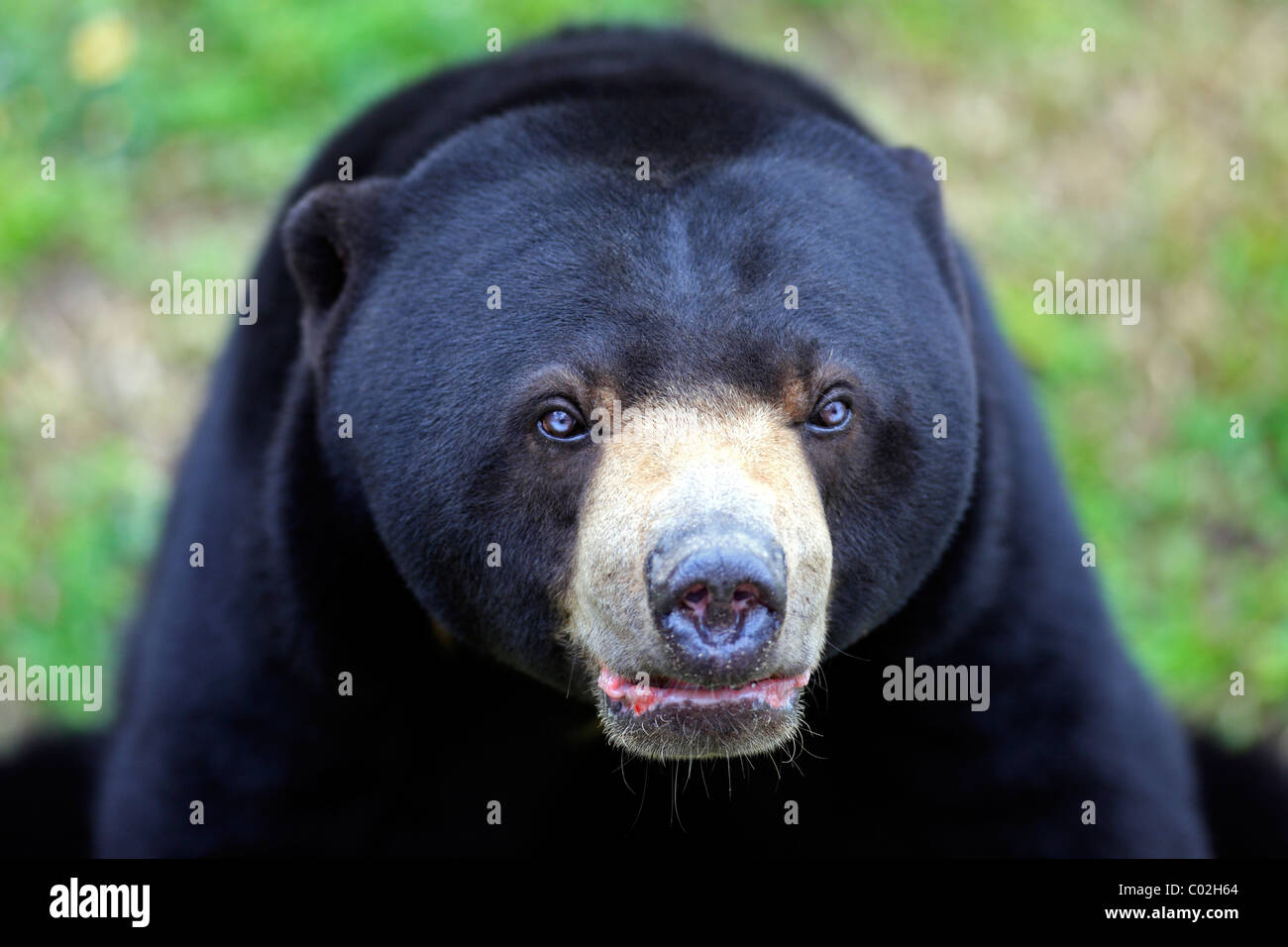 Sun Bear (Helarctos malayanus), male adult, portrait, Asia Stock Photo