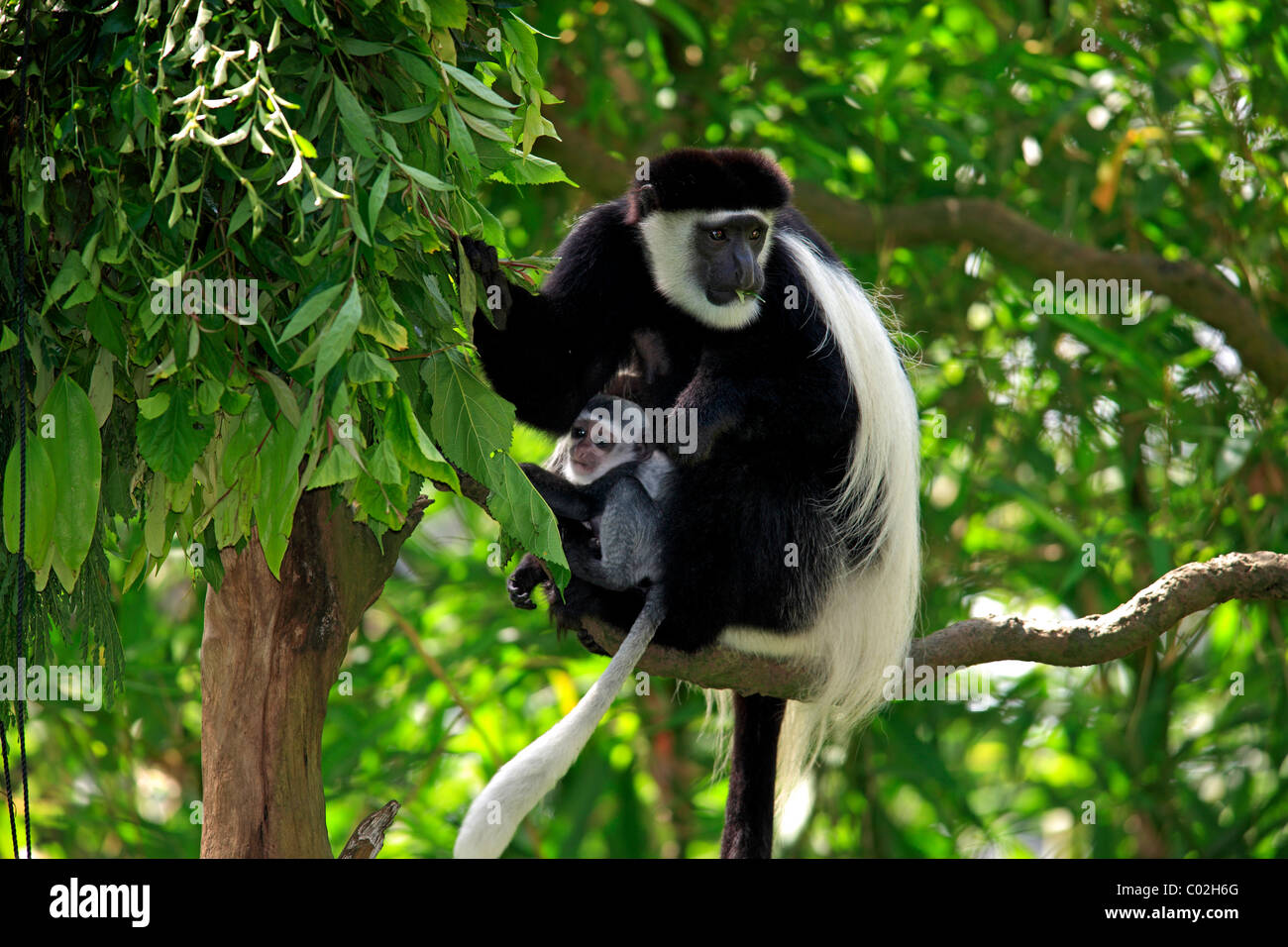 Angola Colobus (Colobus angolensis), female adult with young in a tree, Africa Stock Photo