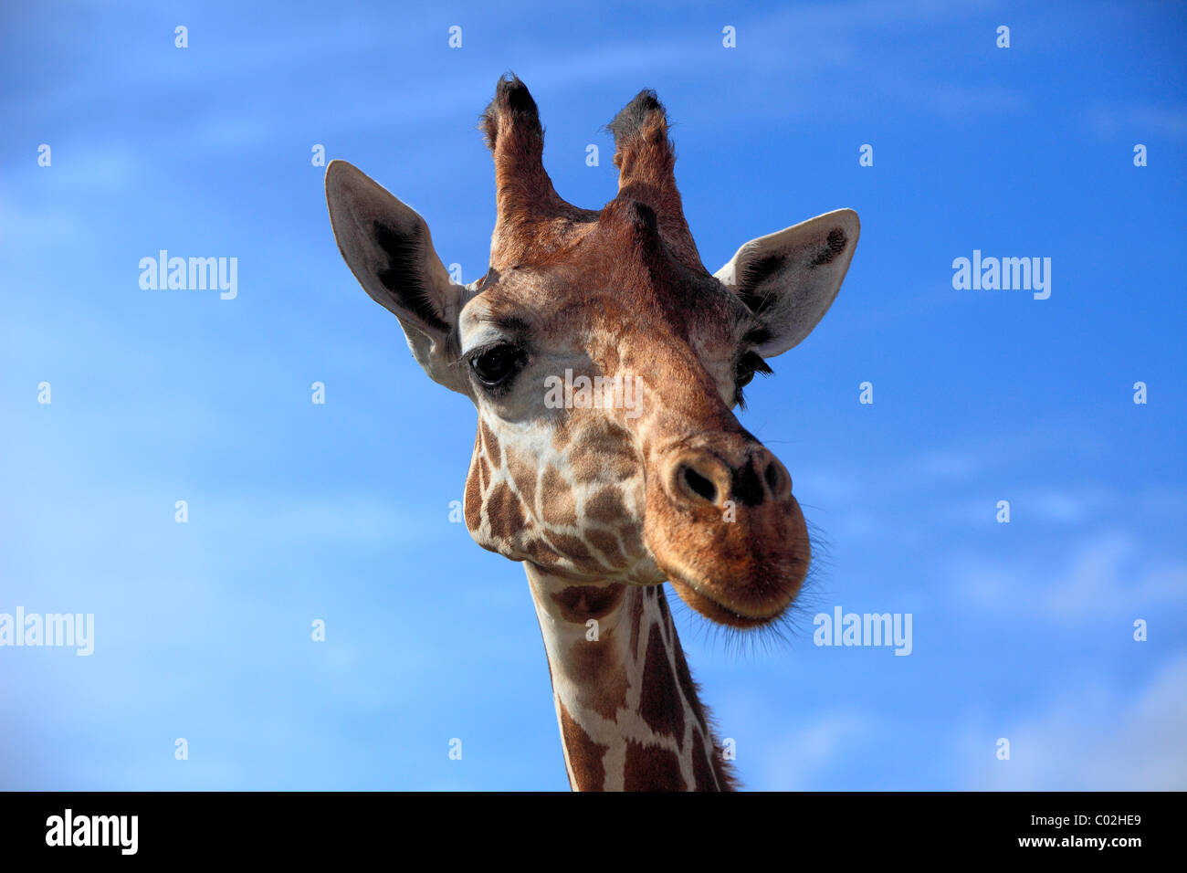 Somali Giraffe or Reticulated Giraffe (Giraffa camelopardalis reticulata), adult, portrait, Africa Stock Photo