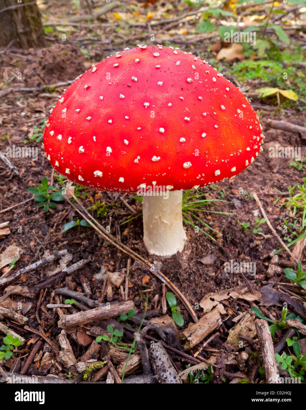 Amanita muscaria, commonly known as the fly agaric toadstool a poisonous and psychoactive basidiomycete fungus Stock Photo