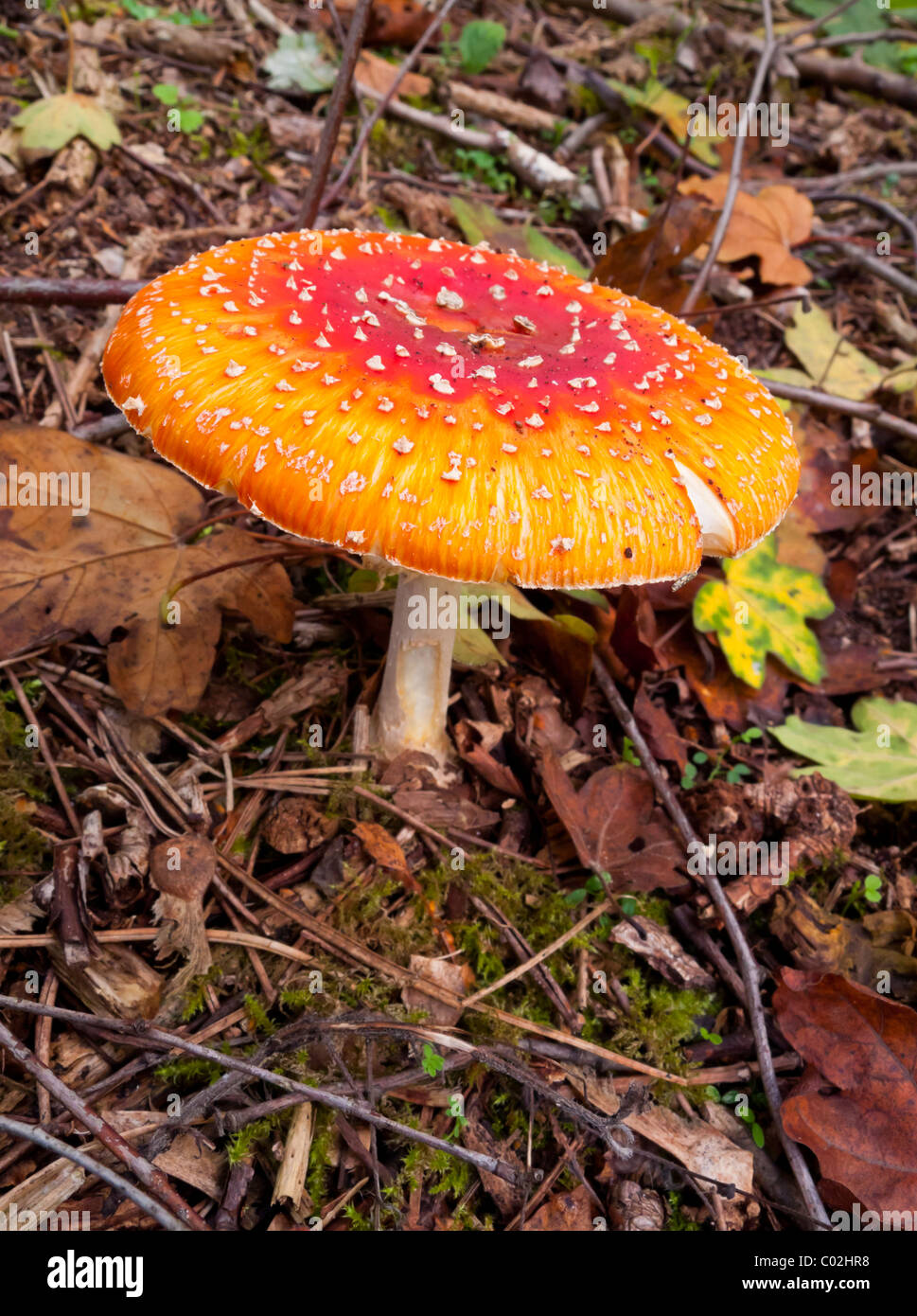 Amanita muscaria, commonly known as the fly agaric toadstool a poisonous and psychoactive basidiomycete fungus Stock Photo