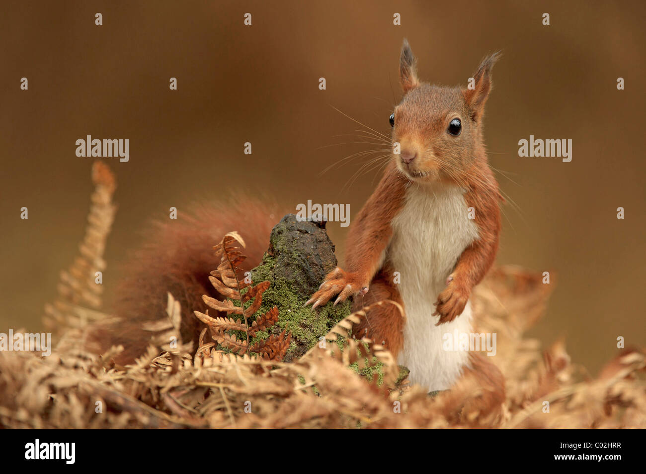 Red Squirrel (Sciurus vulgaris). Female foraging amongst brackens during autumn, Netherlands, October. Stock Photo