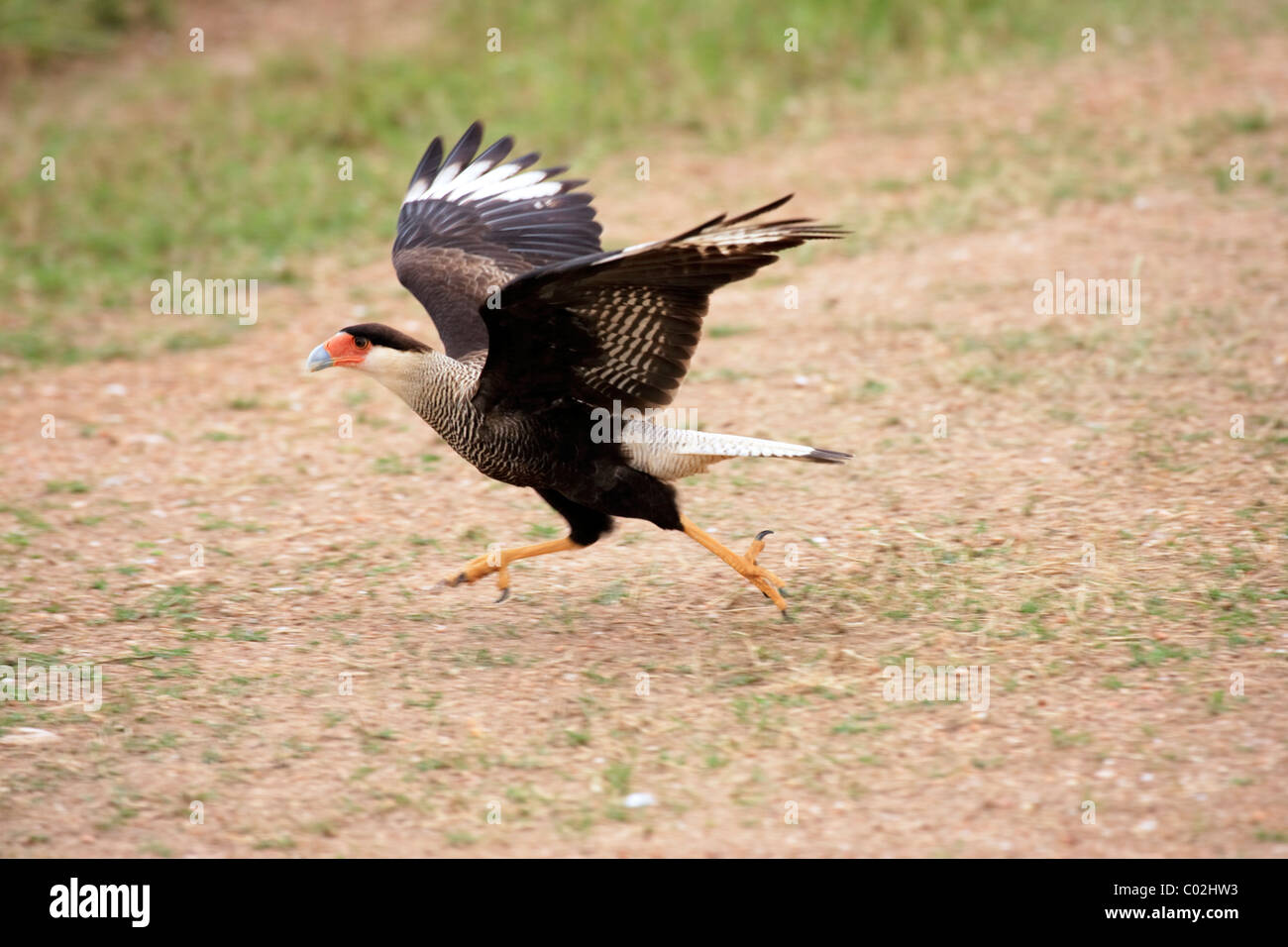 Southern Crested Caracara (Caracara plancus, formerly Polyborus plancus), adult running along the ground, , Brazil Stock Photo