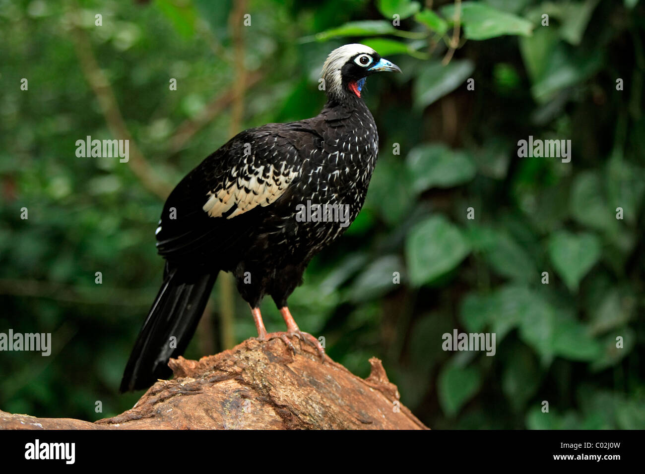 Black-fronted Piping-guan (Aburria jacutinga), adult on a tree, Pantanal, Brazil, South America Stock Photo