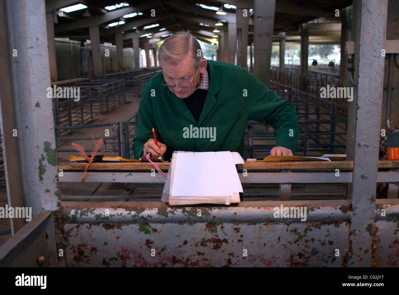 Weighingin sheep at Taunton Livestock market, booking in, tagging with