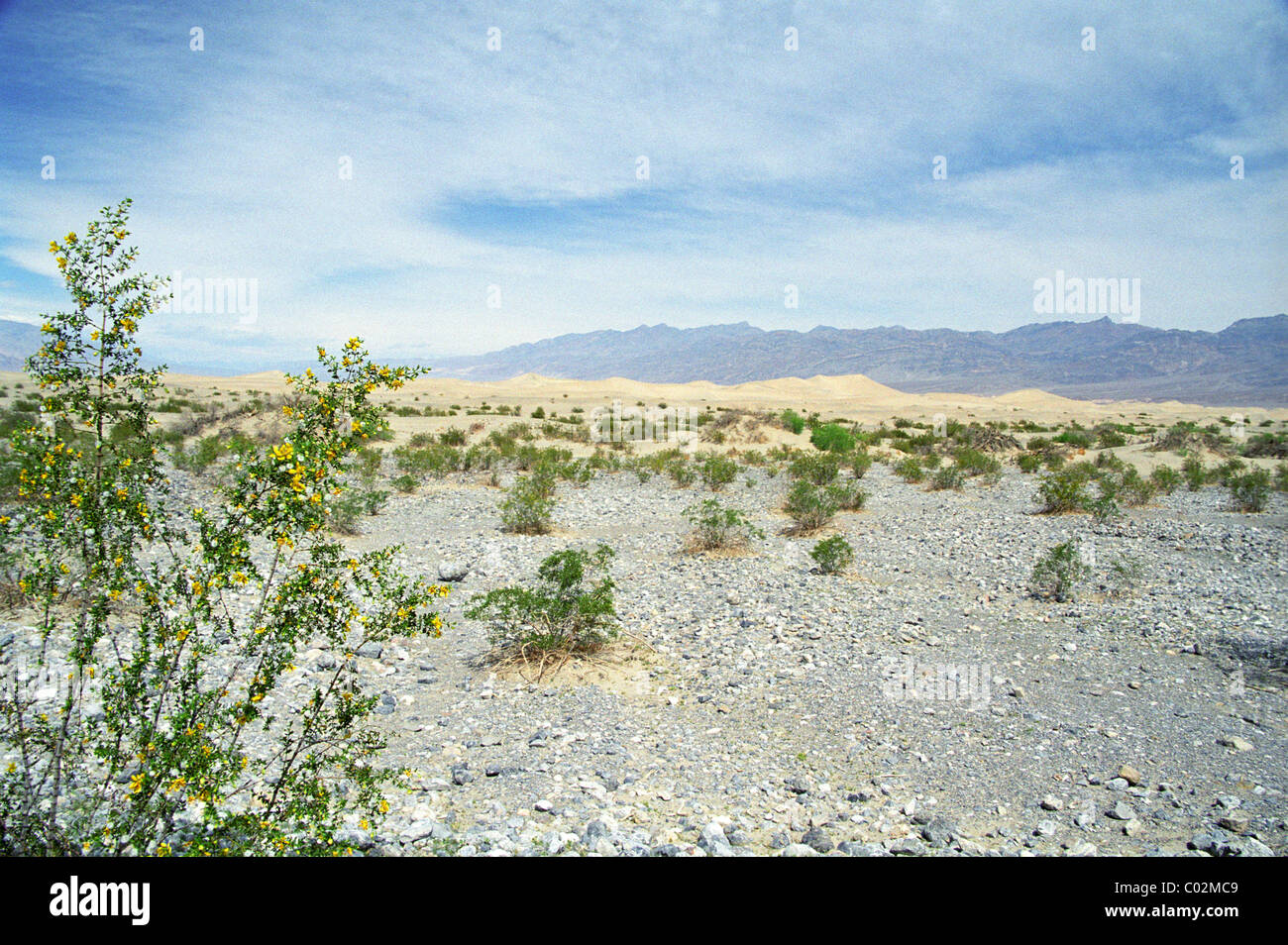 Death valley flowers hi-res stock photography and images - Alamy