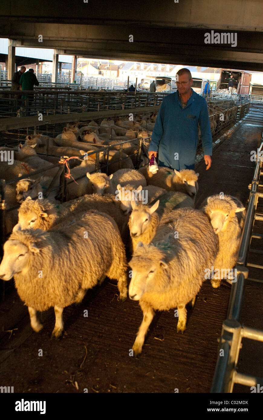 Weighingin sheep at Taunton Livestock market, booking in, tagging with