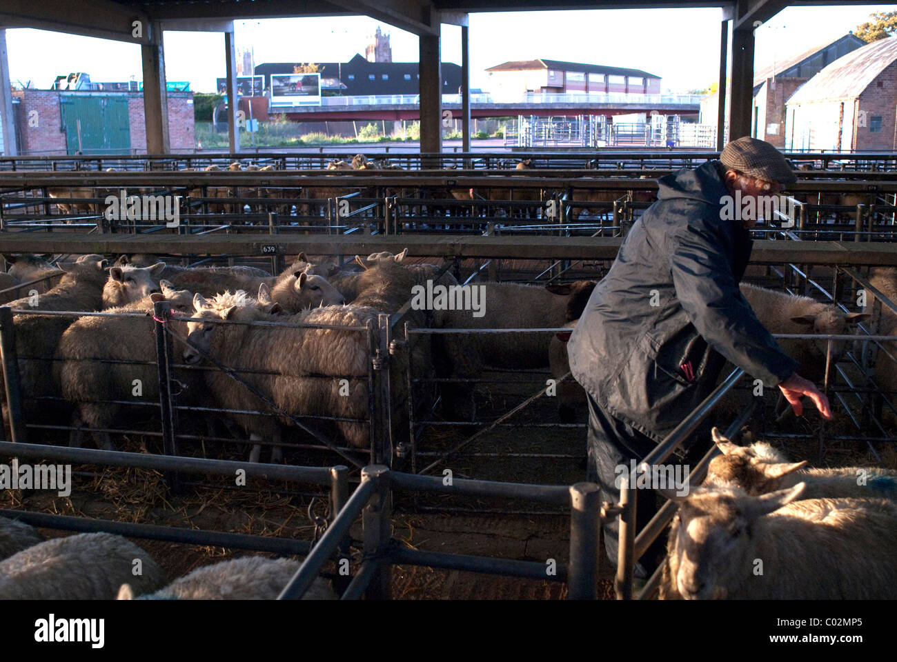 Bringing sheep to market hires stock photography and images Alamy