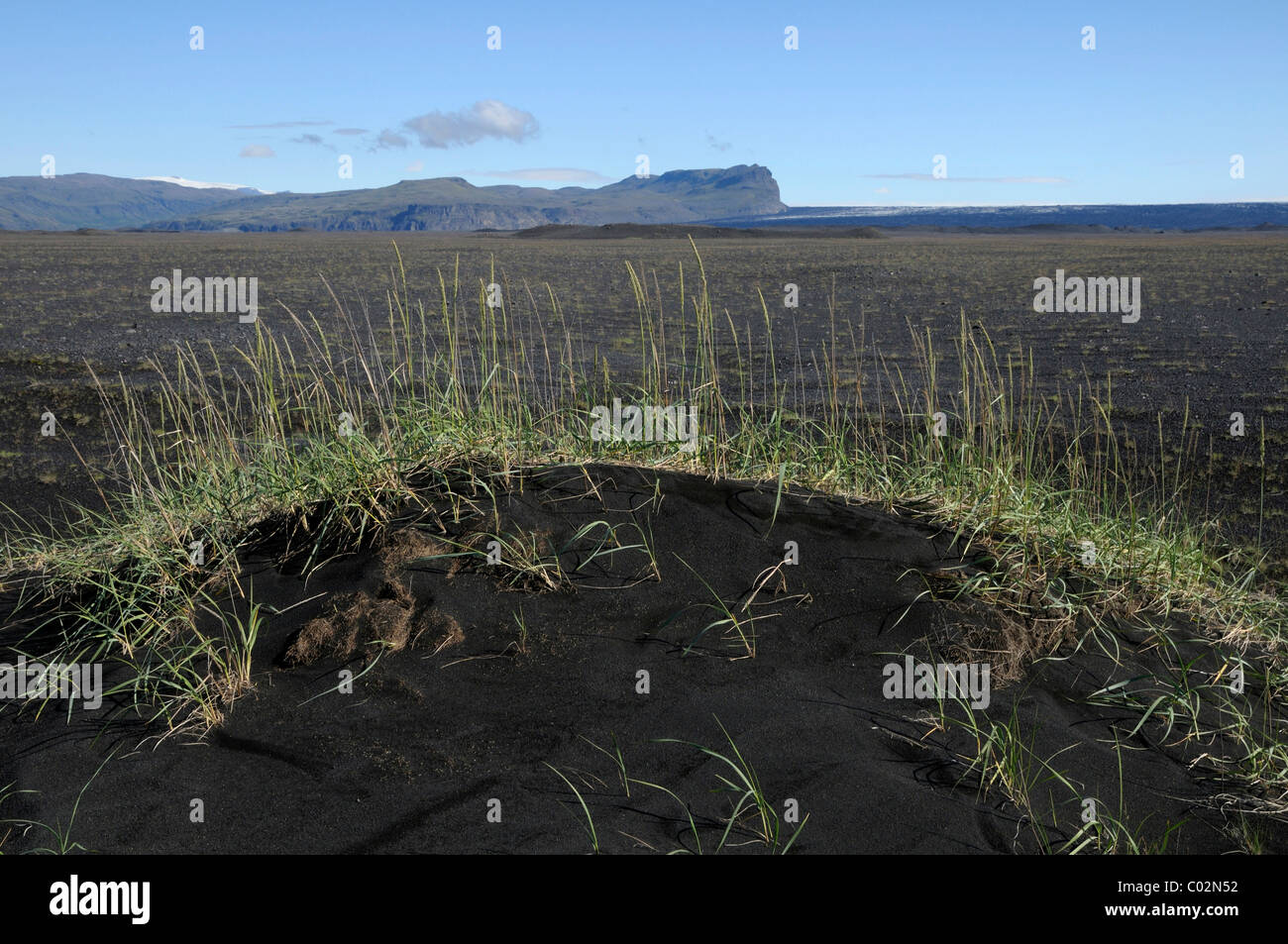 Lyme Grass (Leymus arenarius) in the lava landscape in the southwest of Iceland, Europe Stock Photo
