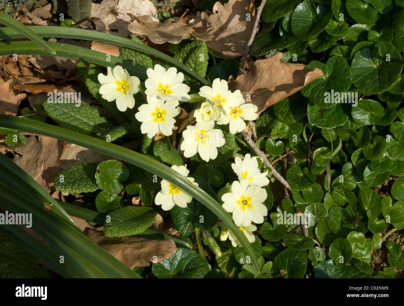Yellow primrose peeping out of a bed of winter leaves. Spring is on its way. Stock Photo