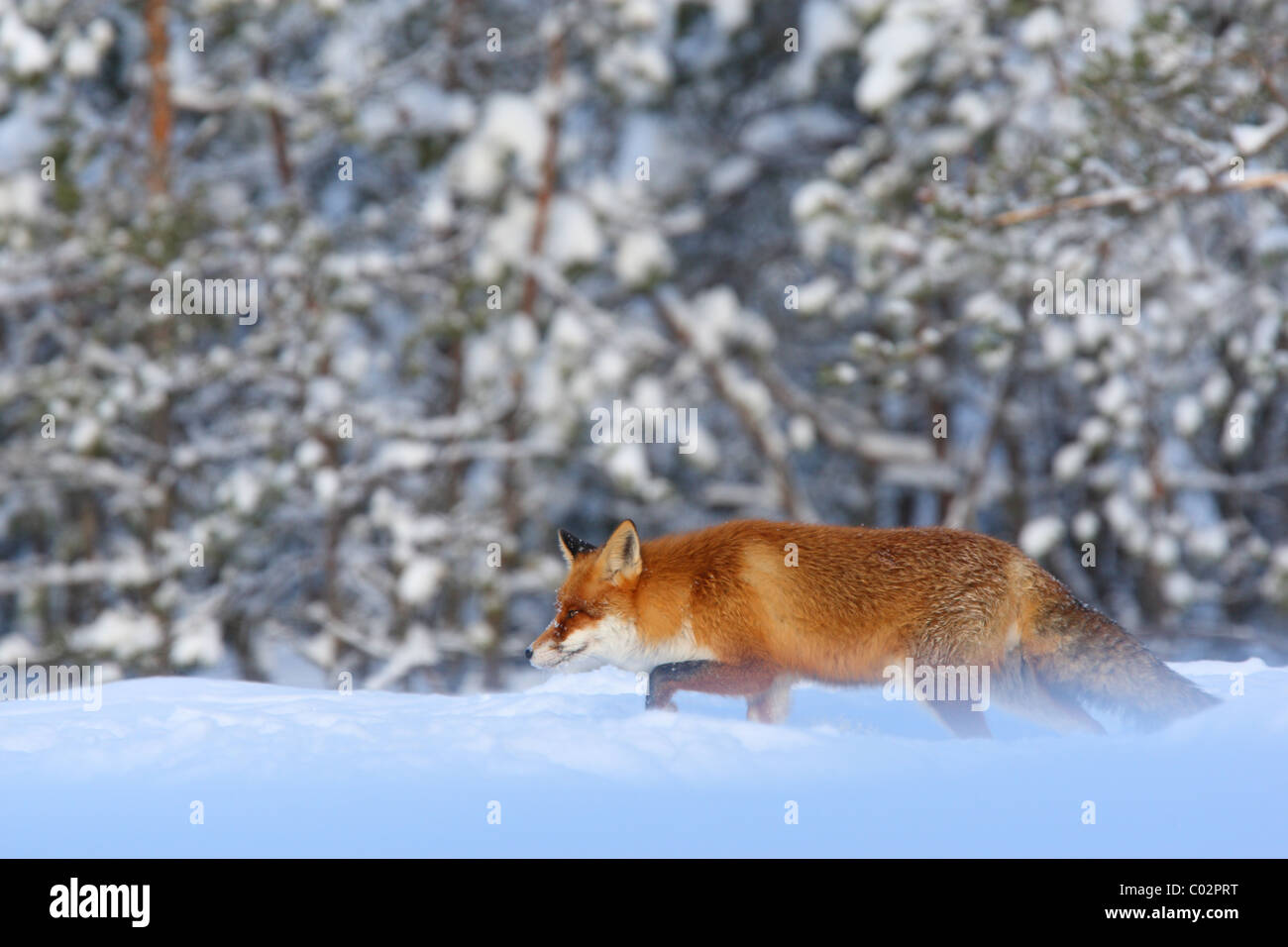 Wild Red fox (Vulpes vulpes) lurking around. January 2011, Europe Stock Photo