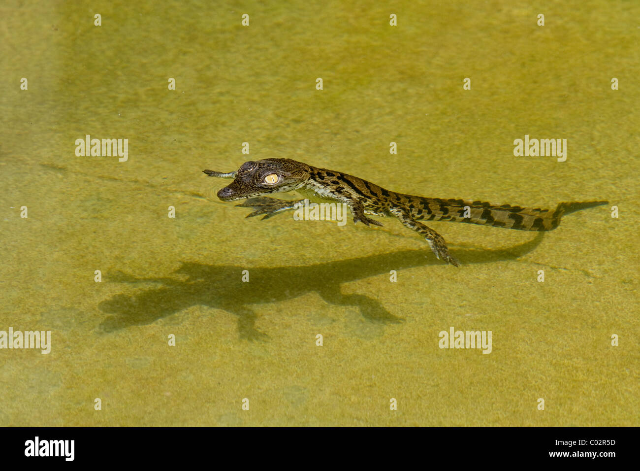 Baby Nile Crocodile Floating Stock Photo Alamy