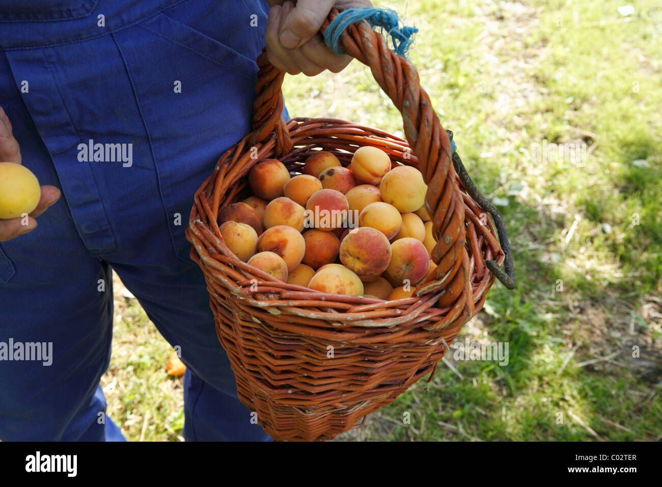 Apricots in the wachau hires stock photography and images Alamy