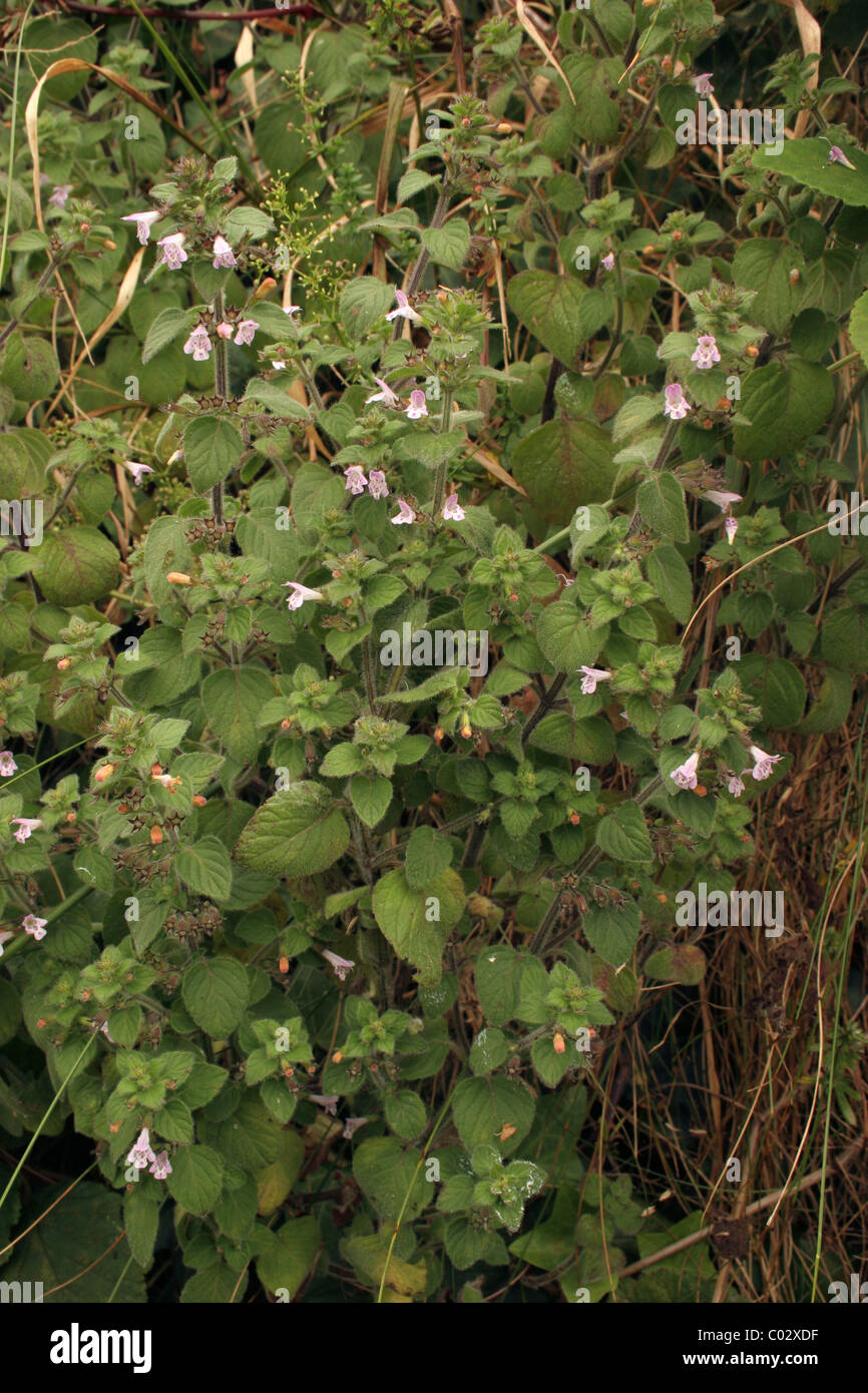 Common calamint (Clinopodium ascendens : Lamiaceae), UK. Stock Photo