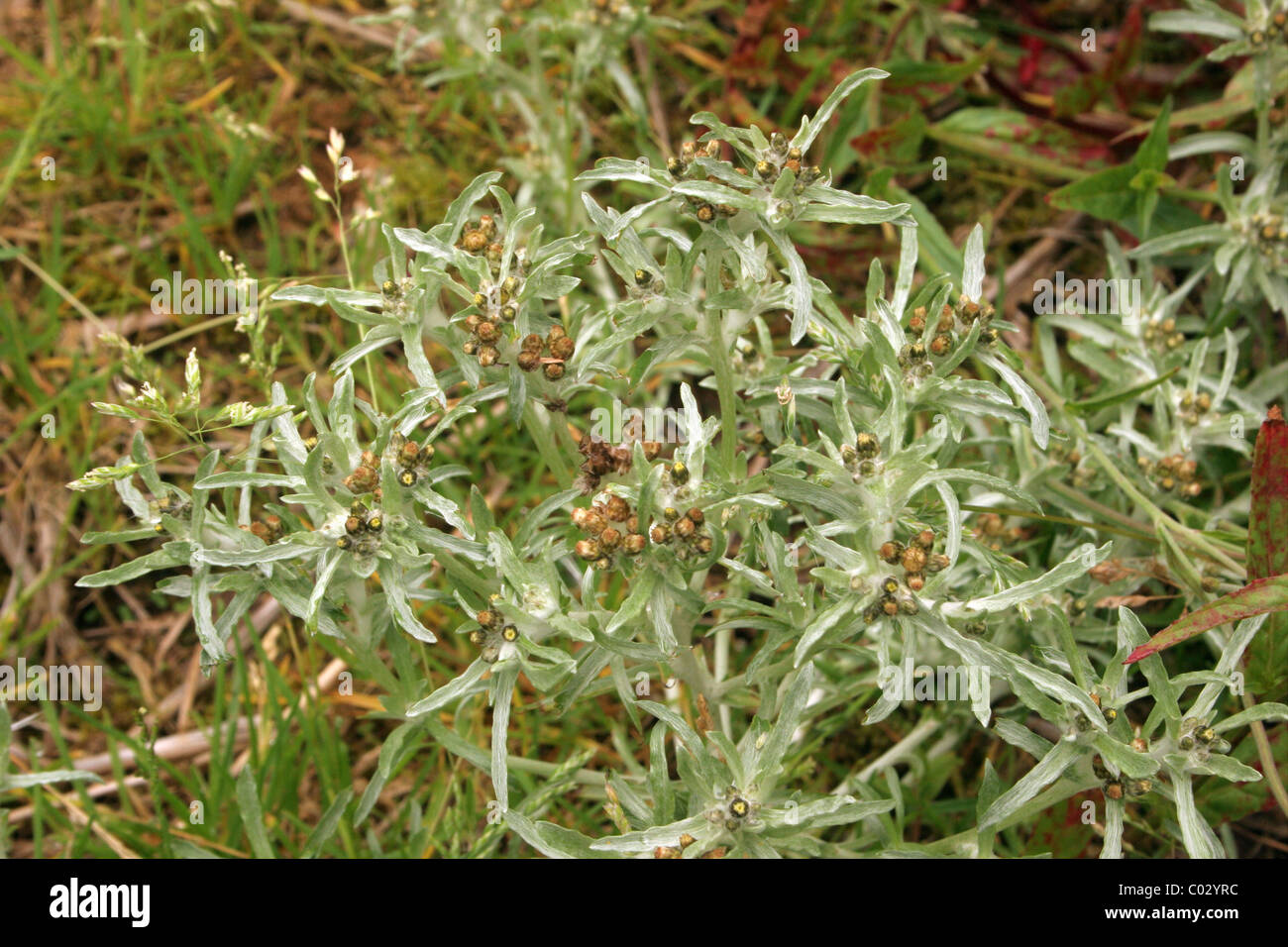 Marsh cudweed (Gnaphalium uliginosum : Asteraceae), UK Stock Photo