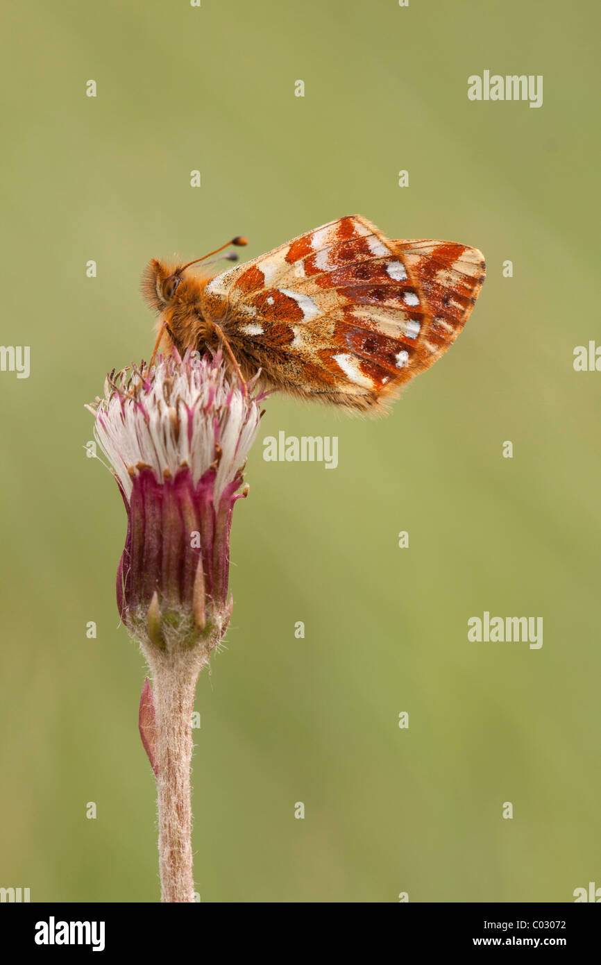 Cranberry fritillary (Boloria aquilonaris) Stock Photo