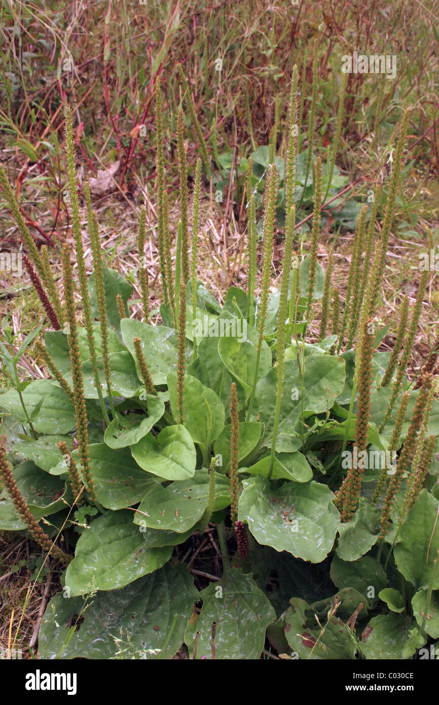 Greater plantain (Plantago major : Plantaginaceae) in a setaside field, UK. Stock Photo