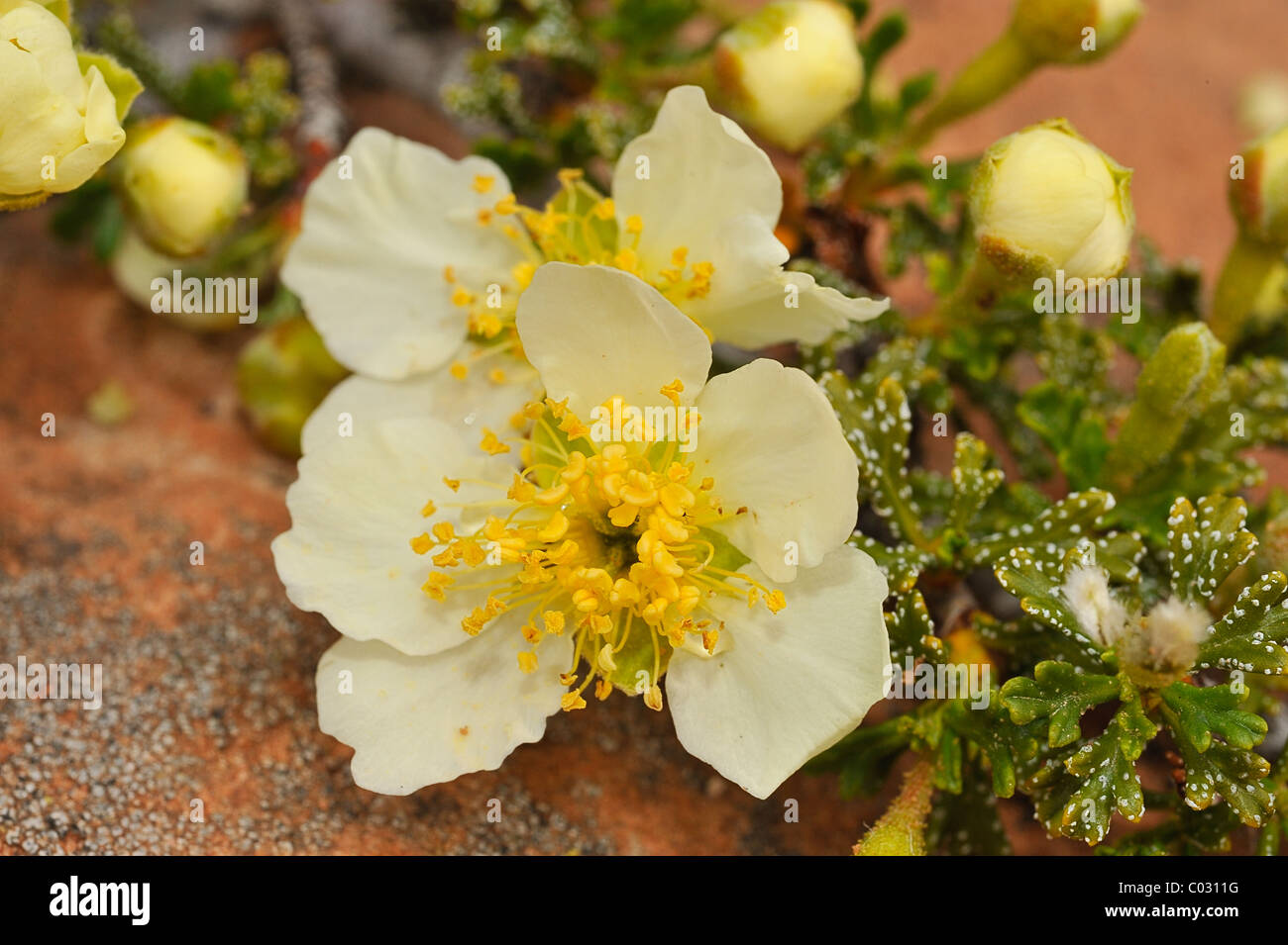 Sego lily flowers growing in CanyonLands National Park, Utah, USA Stock