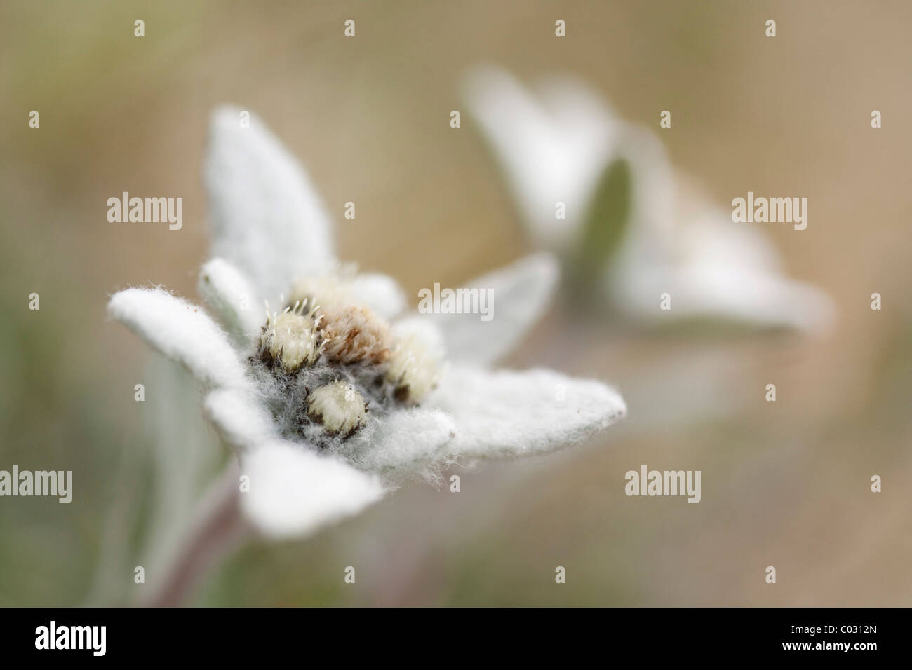 Edelweiss (Leontopodium alpinum nivale subsp. Alpinum Basionym Leontopodium) Stock Photo